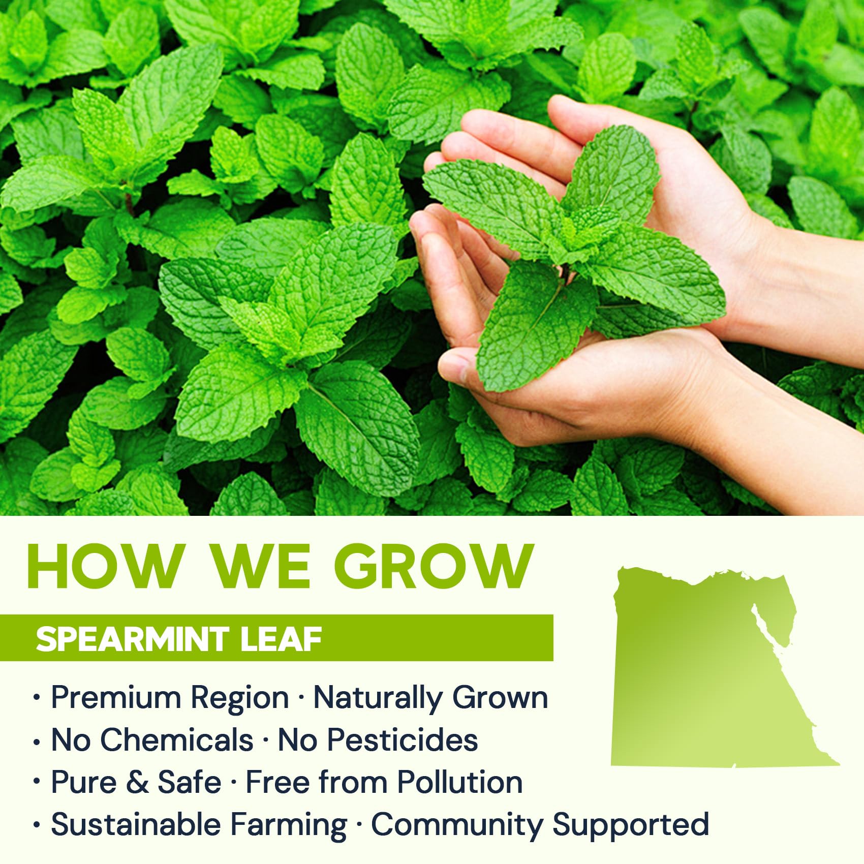 Teh Herbal Daun Spearmint - Detail 4